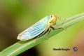 Cicadella viridis